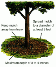 tree care and mulch